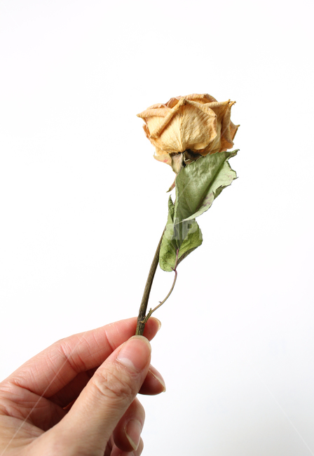 여자,여자손,손,핸드,손가락,신체부위,집게손가락,줄기,드라이,드라이플라워,말린,노랑,옐로우,노란색,장미,로즈,플라워,시든,시들은,오래된,흰배경,꽃,자연,나뭇잎,잎,장미잎,말린잎,엄지손가락