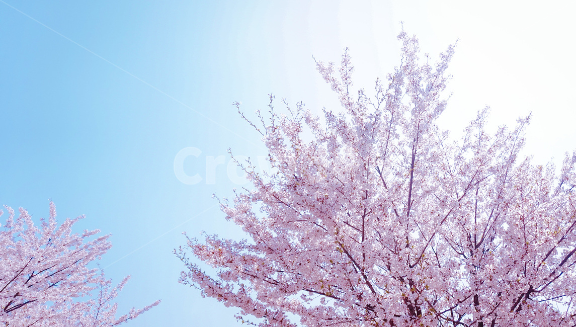 하늘,벚꽃,벚꽃나무,꽃,봄,sky,flower,spring,cherryblossoms,봄,계절,spring,season,자연,풍경,nature,landscape,plant,식물,blossom