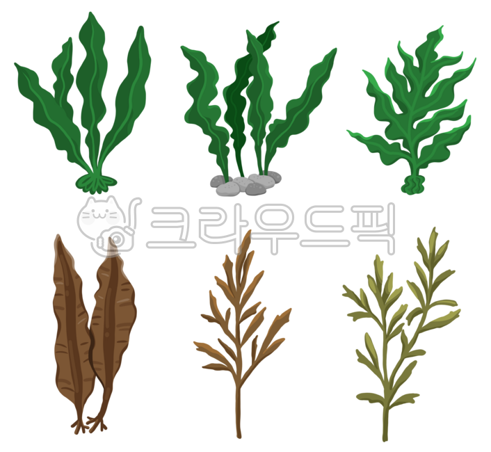 바다식물,해초류,미역,해초,갈조류,톳,바다톳,미역줄기,바다미역