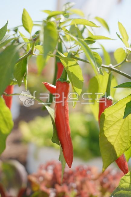 Vegetables,peppers,spicy food,spicy ingredients,Cheongyang peppers,food,food,pepper,vegetable,vegetables