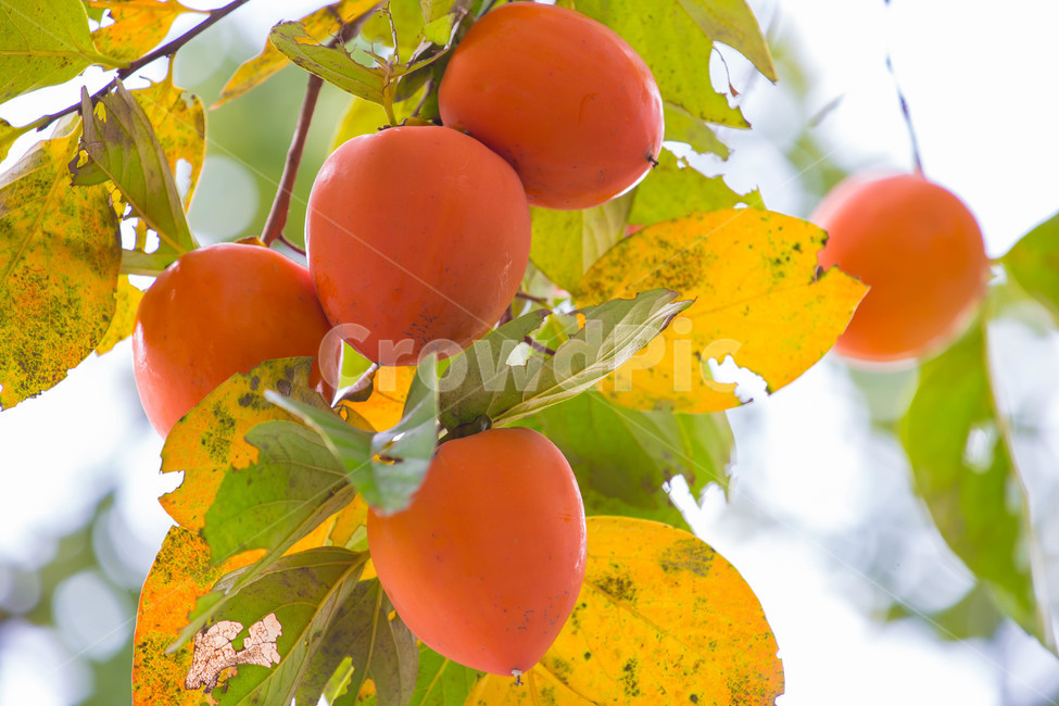 자연,가을,autumn,nature,한국,produce,plant,식물,생산액,fruit,과일,food,과일,열매,fruit