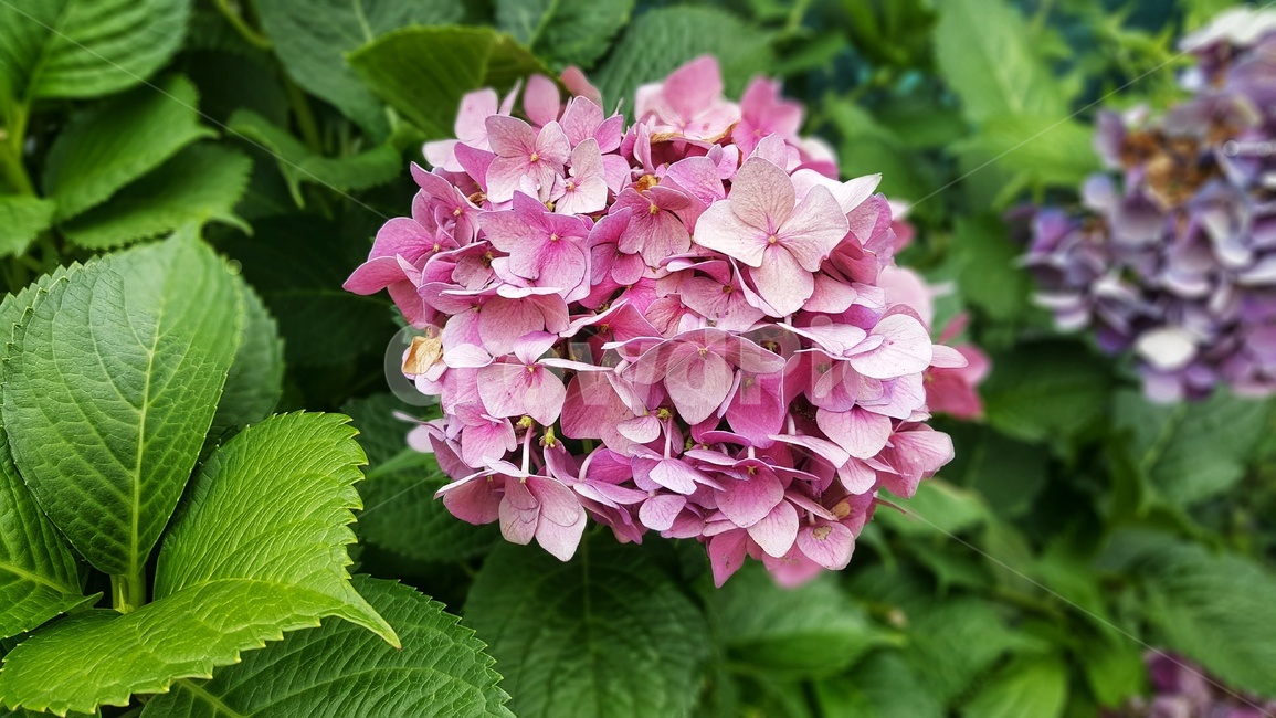 꽃,블라썸,식물,수국,여름,flower,blossom,plant,늦여름꽃,식물,자연,plants,nature,꽃,flower