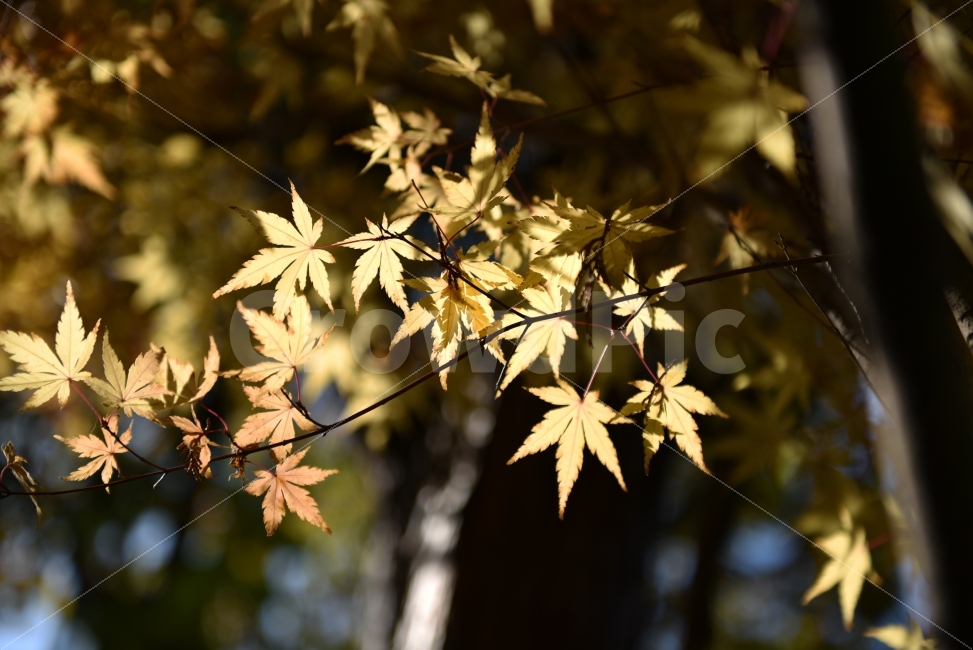 단풍,빛,노랑,Nikon,D750,가을,계절,fall,autumn,season,감성,sensible,feeling,leaf,잎,plant,식물,tree,나무