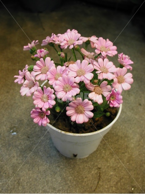 꽃,화분,분홍,원예,클로즈업,flower,접사,꽃,flower,실내용화초,화분,화초,house plant