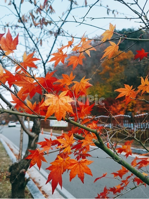 단풍잎,나무,자연,식물,leaf,maple
