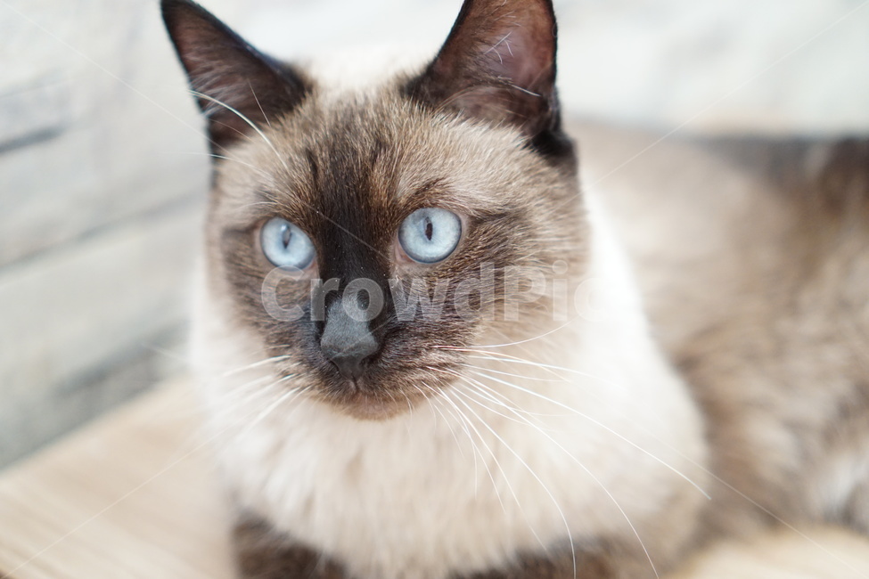 고양이,샴고양이,집고양이,반려묘,코코아색,동물,animal,포유류,mammal,고양이,cat,kitten,kitty