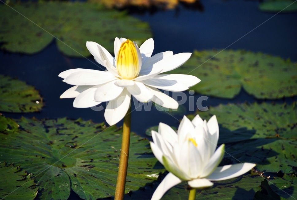꽃,물,대비,연꽃,연못,flower,water,contrast,lotus,pond,식물,자연,plants,nature,꽃,flower