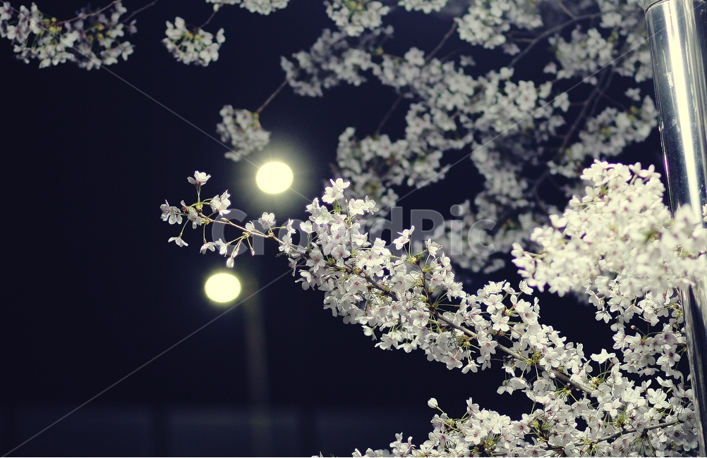 벚꽃,야경,꽃사진,야간,밤,봄,봄꽃,봄사진,봄,계절,spring,season,야경,밤,풍경,nightscape,night,landscape,식물,자연,plants,nature,꽃,flower,plant,blossom