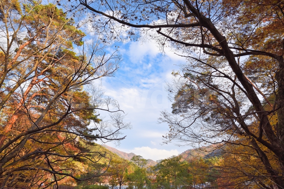 속리산,법주사,단풍,가을,풍경,한국,하늘,오색,사진,광각,가을,계절,fall,autumn,season,자연,풍경,nature,landscape,한국자연풍경,한국자연경관,korea nature landscape,식물,plants,나무,trees,wood,plant,tree,tree trunk,나무 줄기