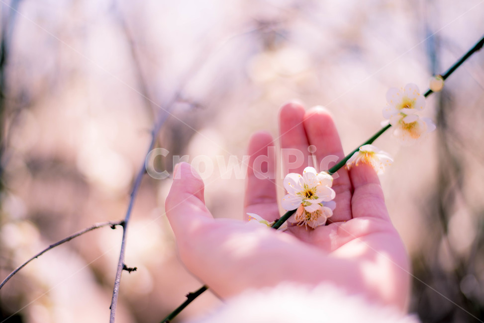 매화,매화나무,식물,손바닥,꽃,봄,계절,spring,season,꽃,flower,사람,인물,인간,human,person,신체일부,몸,body,감성,sensible,feeling,plant