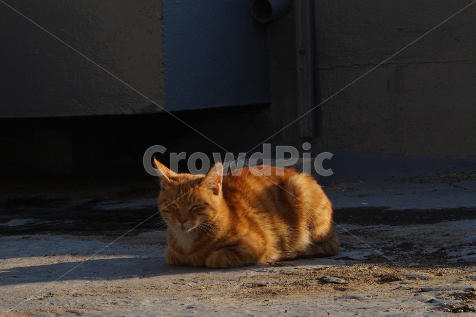 Street cat baking bread,stray cat,wild cat,cat