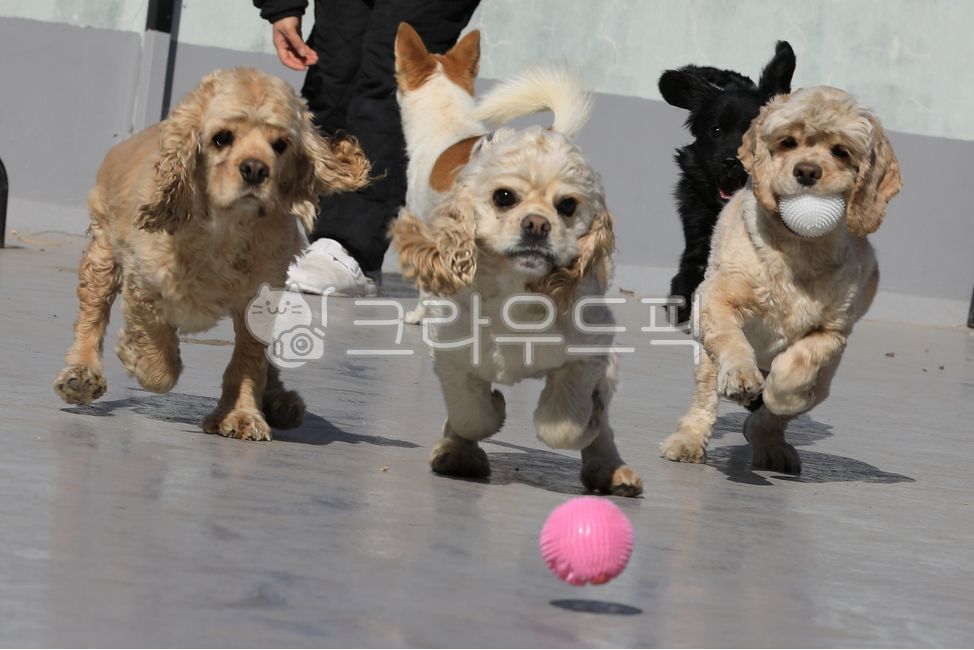 강아지,dog,개,puppy,동물,animal,반려동물,pet,유기견,abandoneddog,코카스파니엘,cockerspaniel,공놀이,play