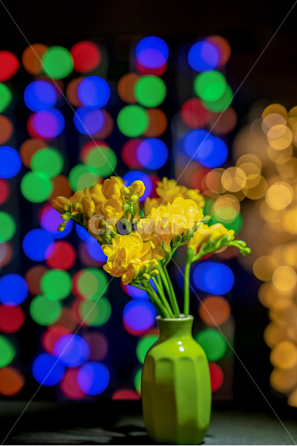 꽃,보케,노란꽃,flower,불빛,실내용화초,화분,화초,house plant