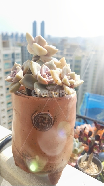 다육,꽃,화분,파랑,하늘,햇살,식물,식물,자연,plants,nature,실내용화초,화분,화초,house plant
