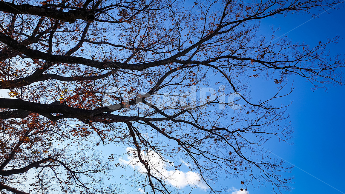 tree,plant,treetrunk,나무,식물,나무줄기,자연,하늘,가지,나무,trees,wood