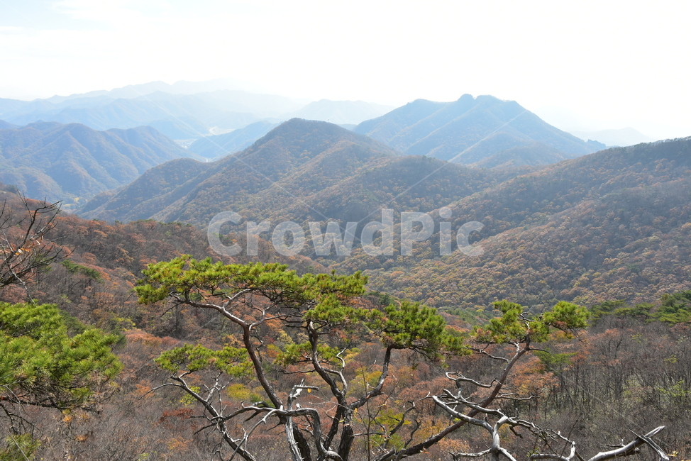 자연,풍경,단풍,계절,가을,잎,붉은,노란,낙엽,나무,백암산,fall,autumn,season,nature,landscape,한국자연풍경,한국자연경관,korea,tree,maple,leaf,가을,계절,fall,autumn,season,자연,풍경,nature,landscape,outdoors,옥외