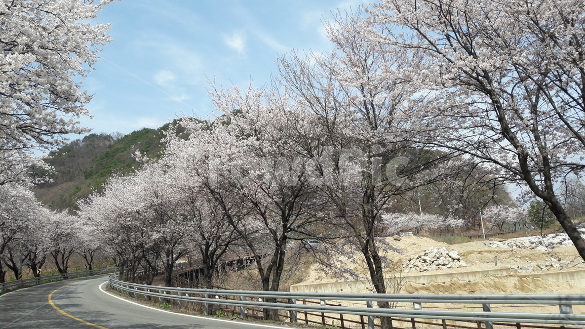 벗꽃,봄,풍경,가로수,자연,봄,계절,spring,season,plant,식물