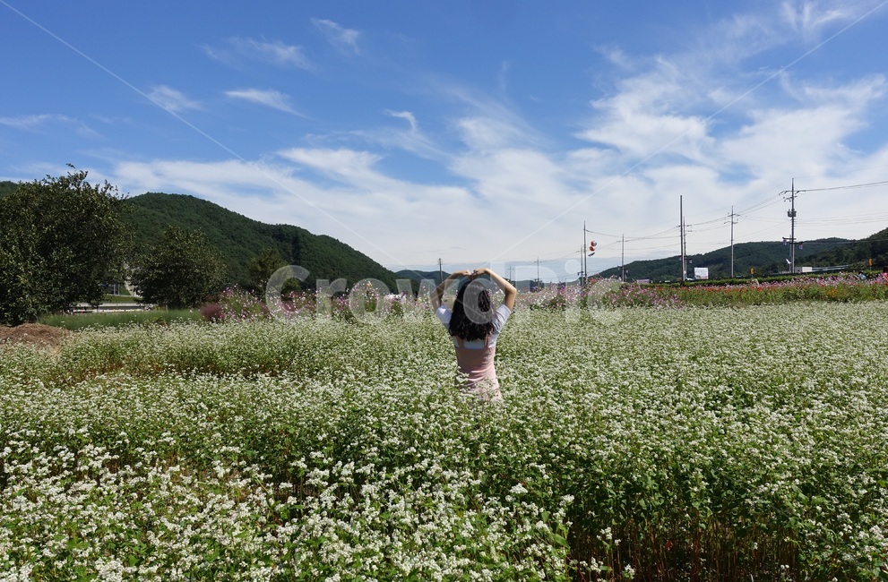 메밀꽃,가을,하트,뒷모습,꽃,사람,인물,인간,human,person,여성,여자,woman,female,lady