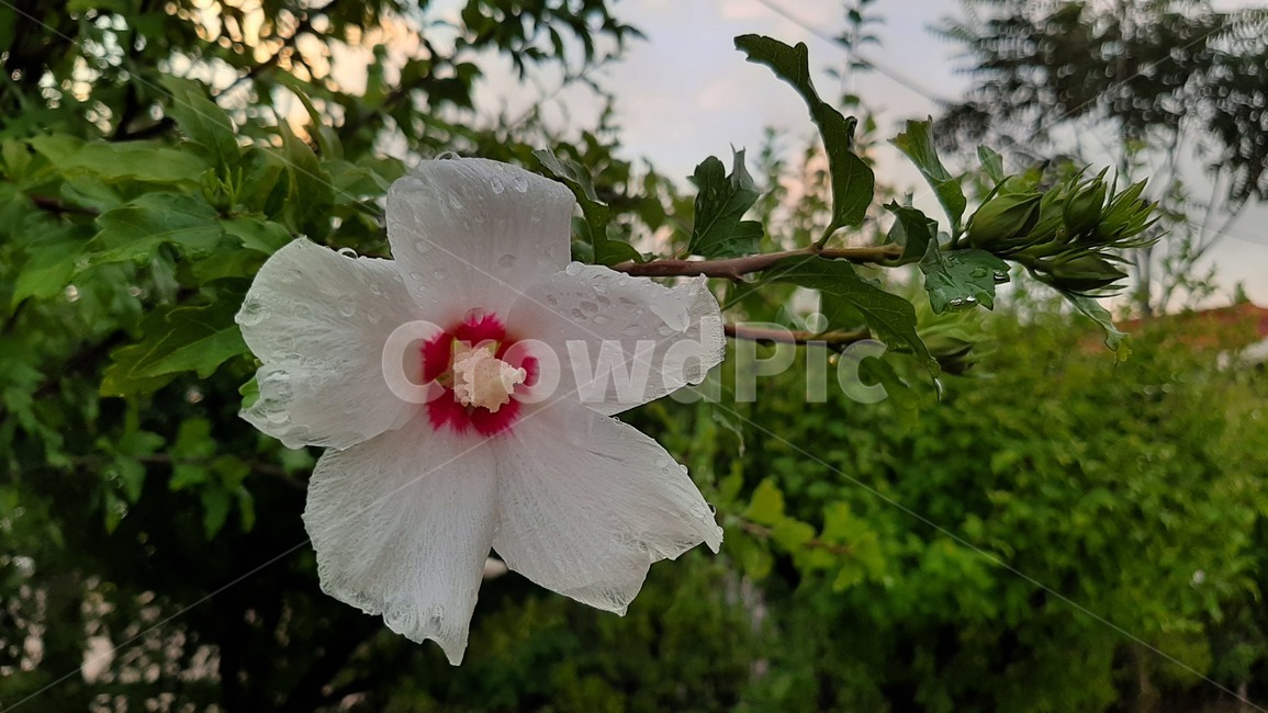 무궁화꽃,흰색무궁화,우리나라꽃,무궁화,흰색꽃,우리나라국화,무궁화나무