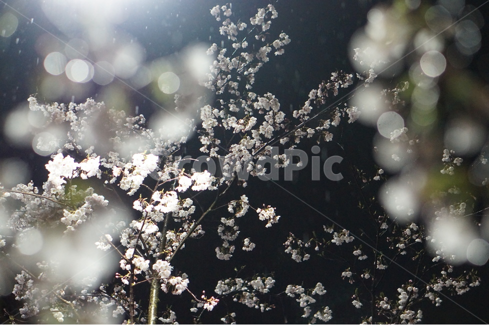 벚꽃,야경,밤,흰색,풍경,봄,봄,계절,spring,season,야경,밤,풍경,nightscape,night,landscape,식물,자연,plants,nature,꽃,flower,plant,blossom