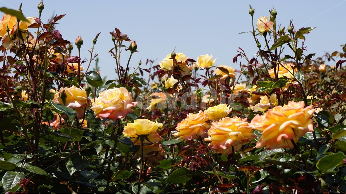 장미,꽃밭,rose,장미정원,정원,nature,flower,flowers