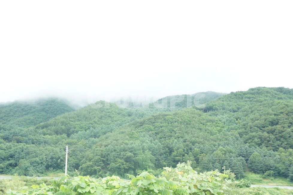 산,구름,안개,산봉우리,나무,새벽,nature,자연,hill,언덕