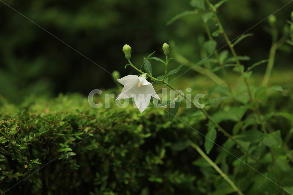 비,소경,풍경,비오는날,비오는소경,rain,식물,자연,plants,nature,꽃,flower