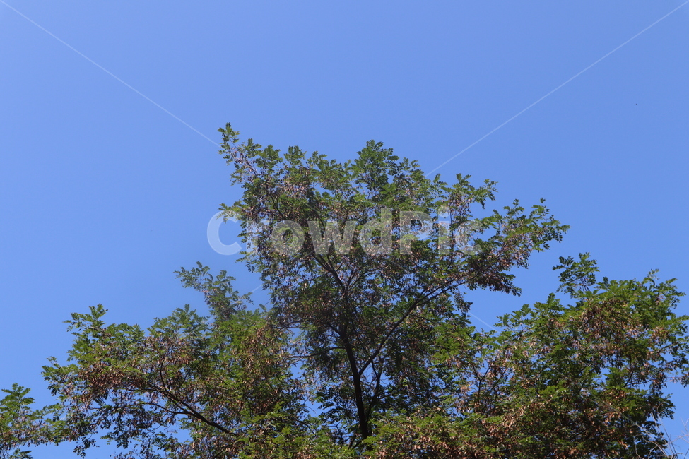 나무,하늘,푸른색,청량함,하늘색,초록색,tree,sky