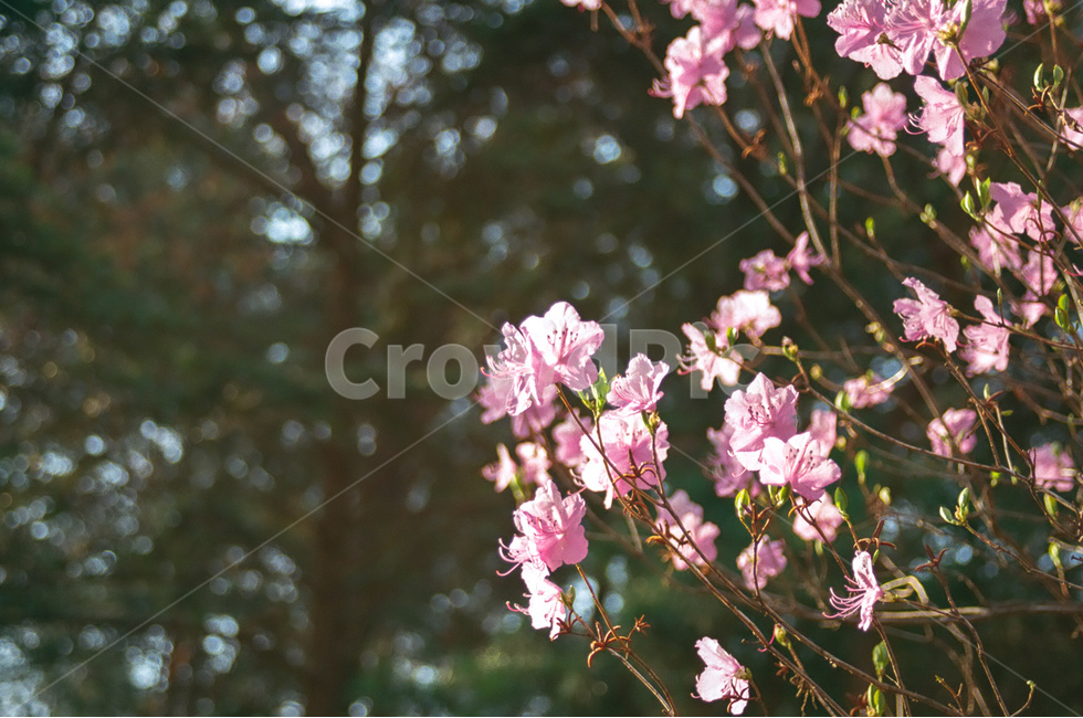 꽃,진달래,flower,자연,nature,봄,계절,spring,season,풍경,landscape