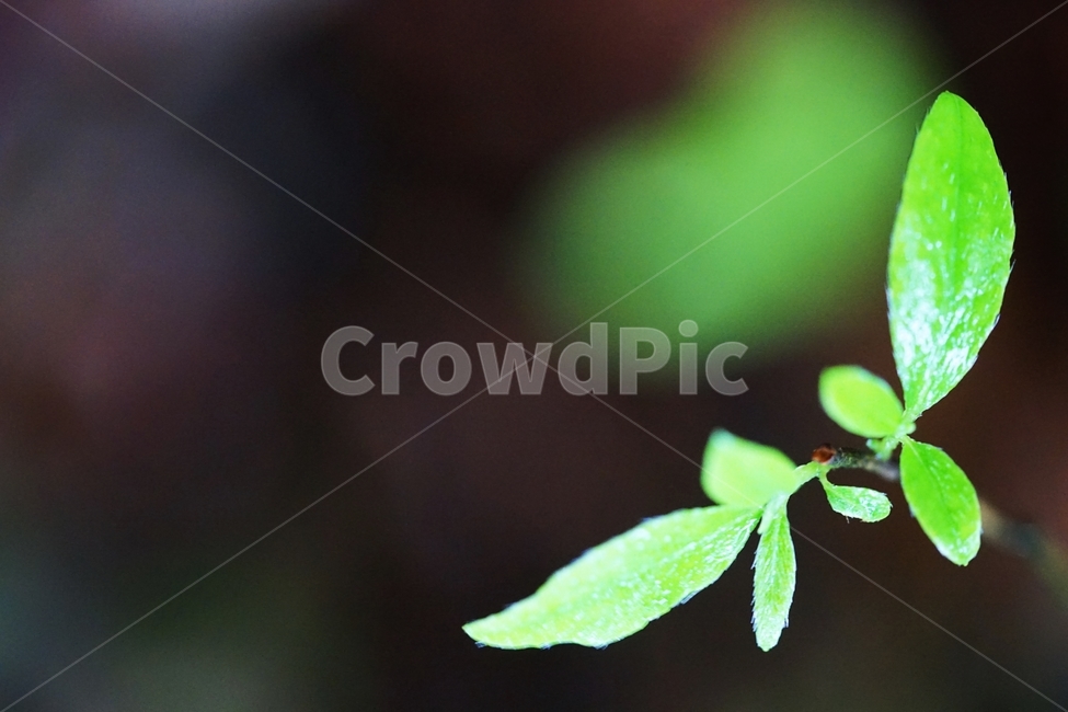 비,봄,나뭇잎,새입,새순,연초록,식물,자연,plants,nature