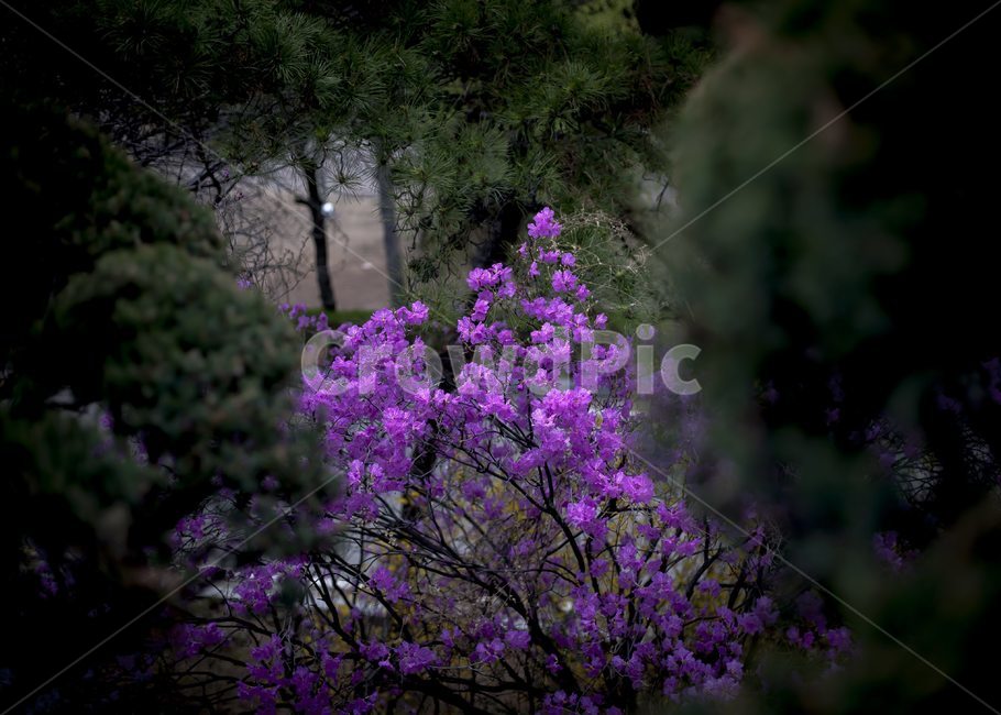 봄,꽃,봄꽃,4월의꽃,철쭉,분홍꽃,철쭉나무,산철쭉,나무가지,진달래목,진달래과,Plantae,Anthophyta,Dicotyledoneae,Ericales,Ericaceae,봄,계절,spring,season,식물,자연,plants,nature,꽃,flower,plant