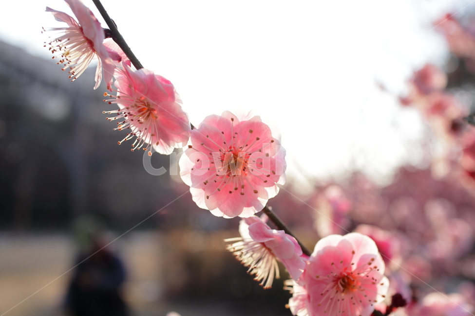 봄,꽃,대구,홍매화,연분홍,봄,계절,spring,season,식물,자연,plants,nature,꽃,flower,plant,blossom,cherry blossom,벚꽃