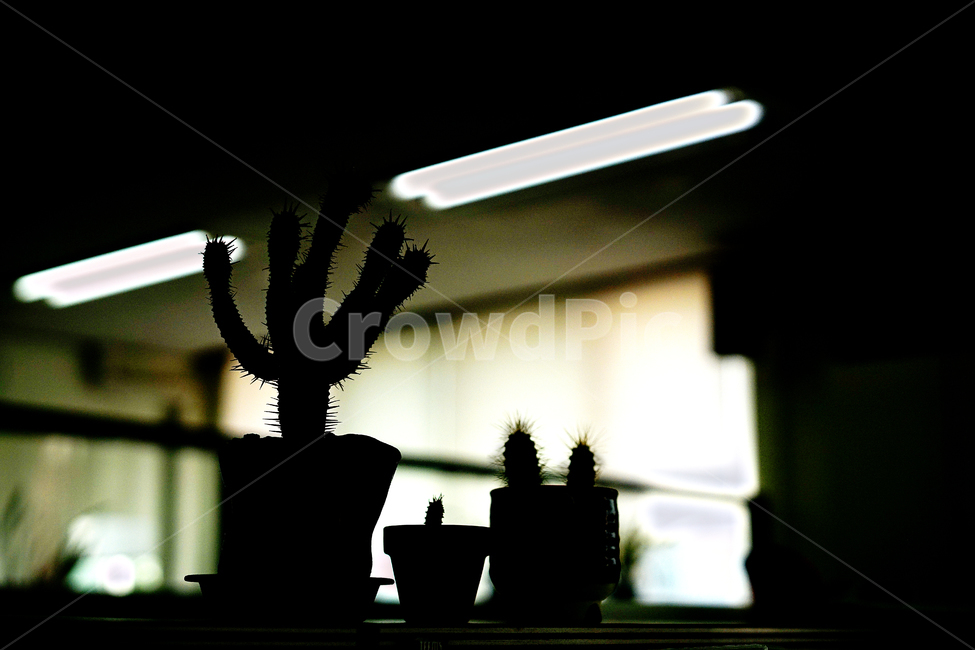 선인장,화분,식물,가시,생명,사무실,장식,취미,실내용화초,화분,화초,house plant,실루엣,그림자,silhouette,shadow
