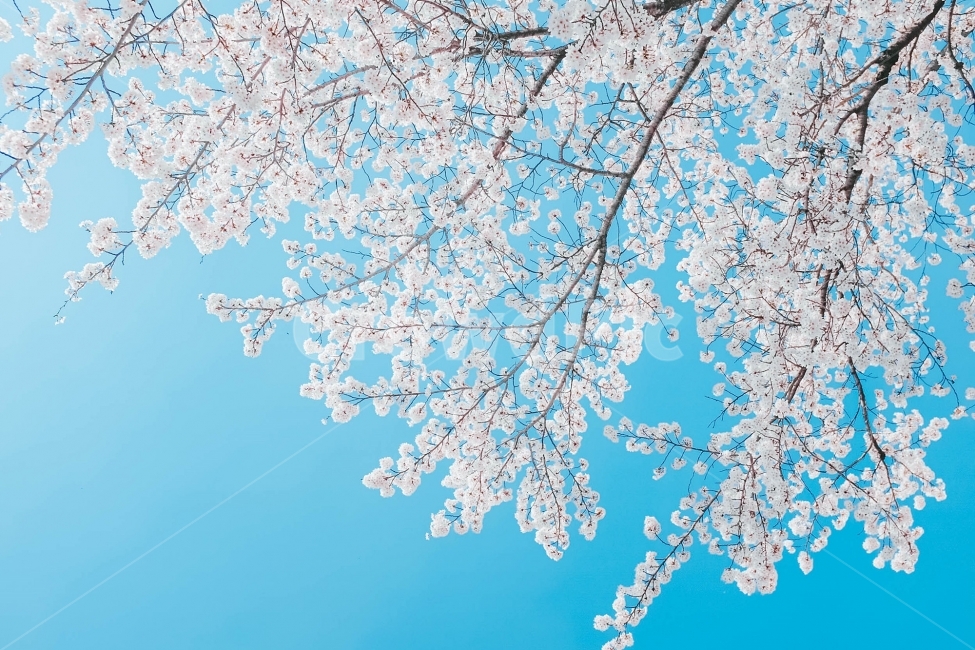 스냅,감성사진,필름,필름사진,필름느낌,사진,벚꽃,벚꽃여행,벚꽃축제,벚꽃사진,봄,계절,구름,여행,국내여행,자연,배경,풍경,배경사진,디자인,소스,봄,계절,spring,season,식물,자연,plants,nature,꽃,flower,색깔,색상,색채,색감,color sense,color sensitivity,feeling of color,plant,blossom