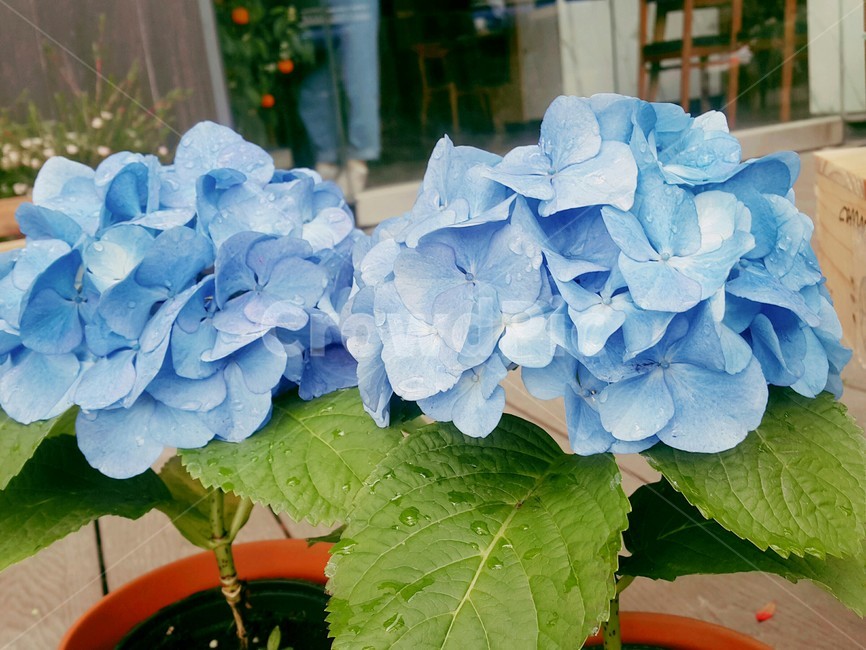 봄꽃,수국,flower,pots,파란색수국,파란색꽃