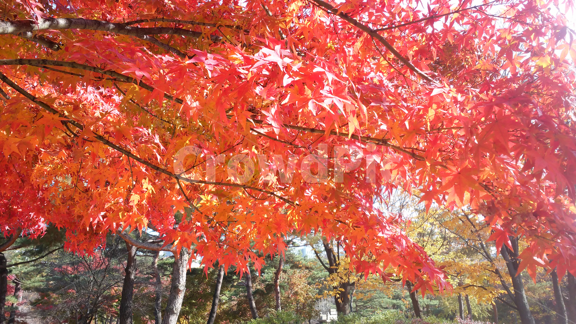 가을,단풍,자연,계절,붉은