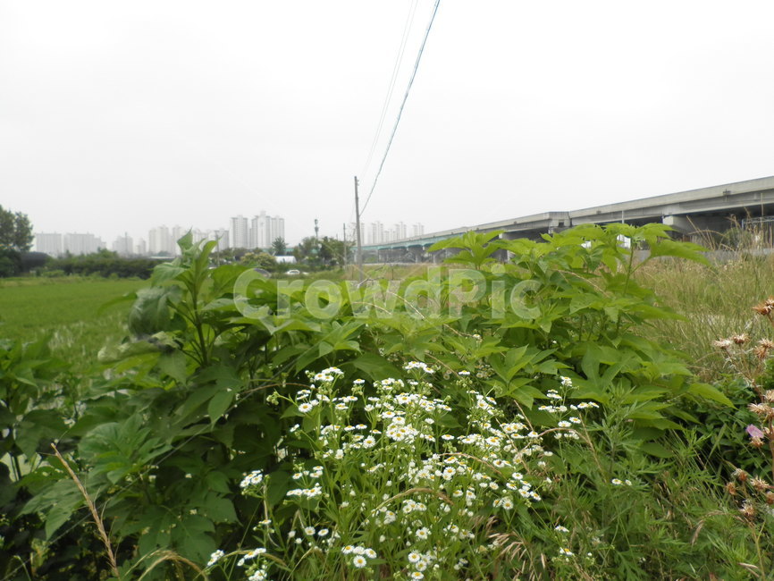 길,여름,초록색,황토,하늘,자연,green,sky,road,summer,natural