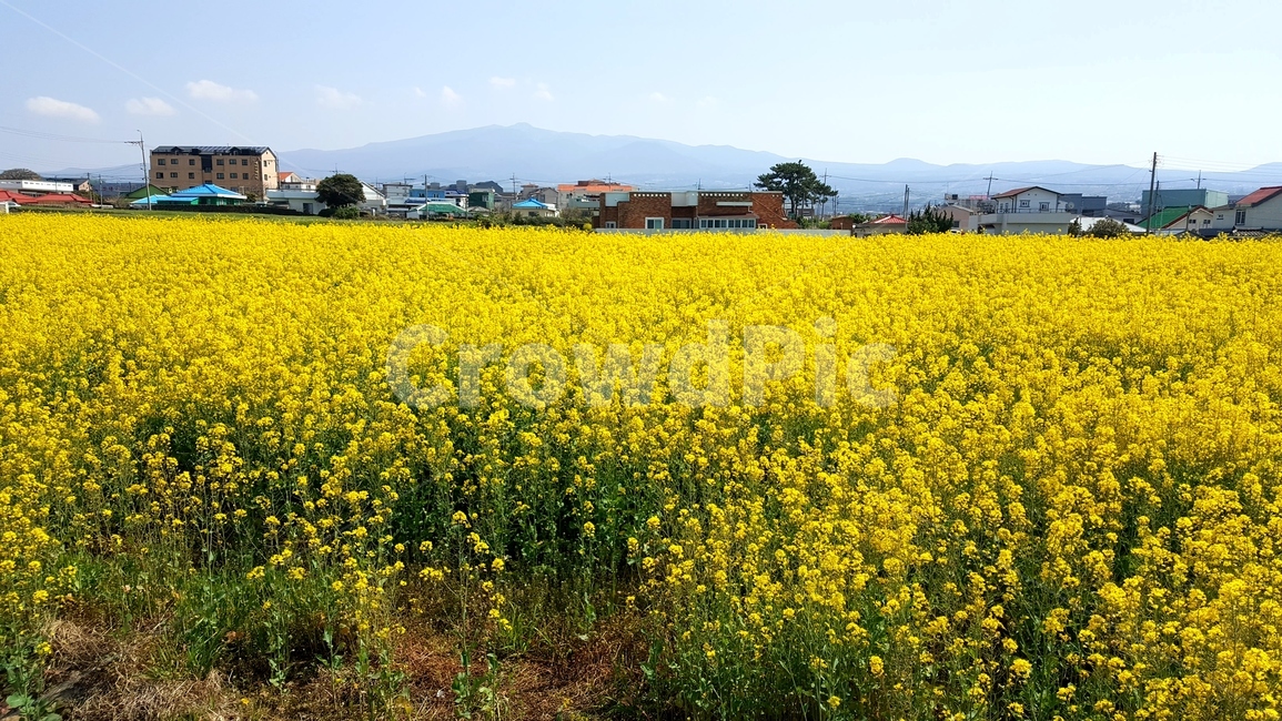 유채꽃,outdoors,옥외,nature,자연,farm,식물,plant