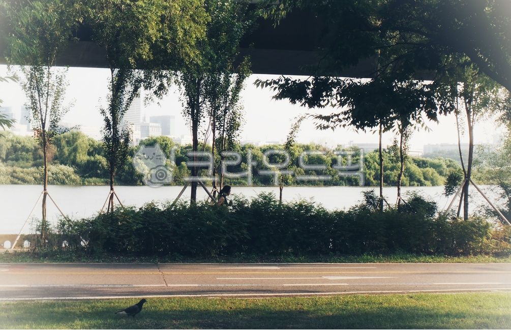 pigeon,Hangang Park,bicycle road,grass,person,tree,Han River