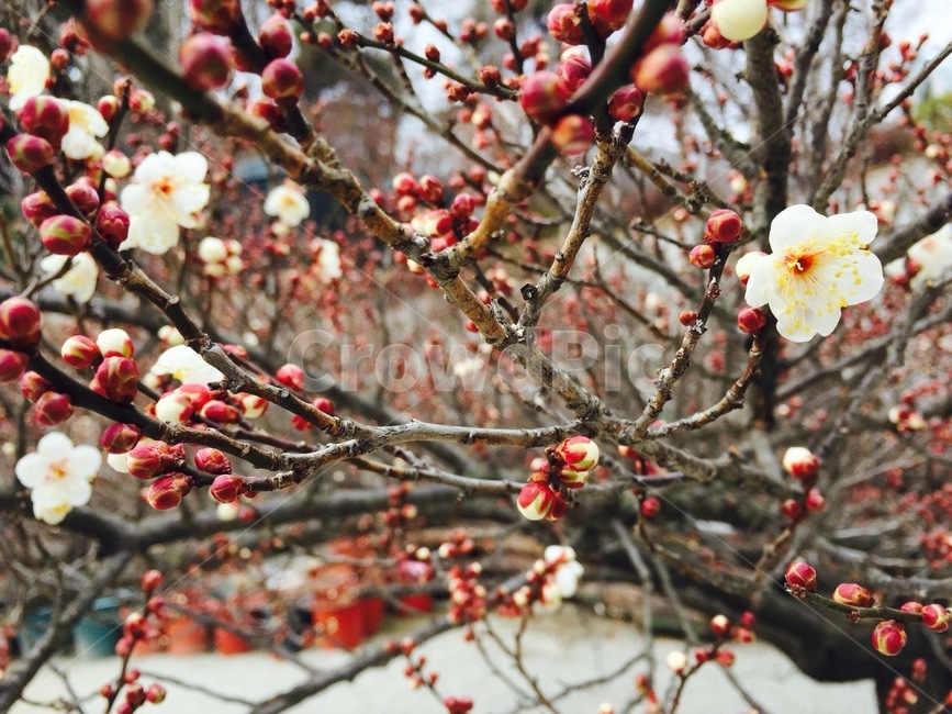 식물,매화,나무,꽃,flower,tree,봄,spring