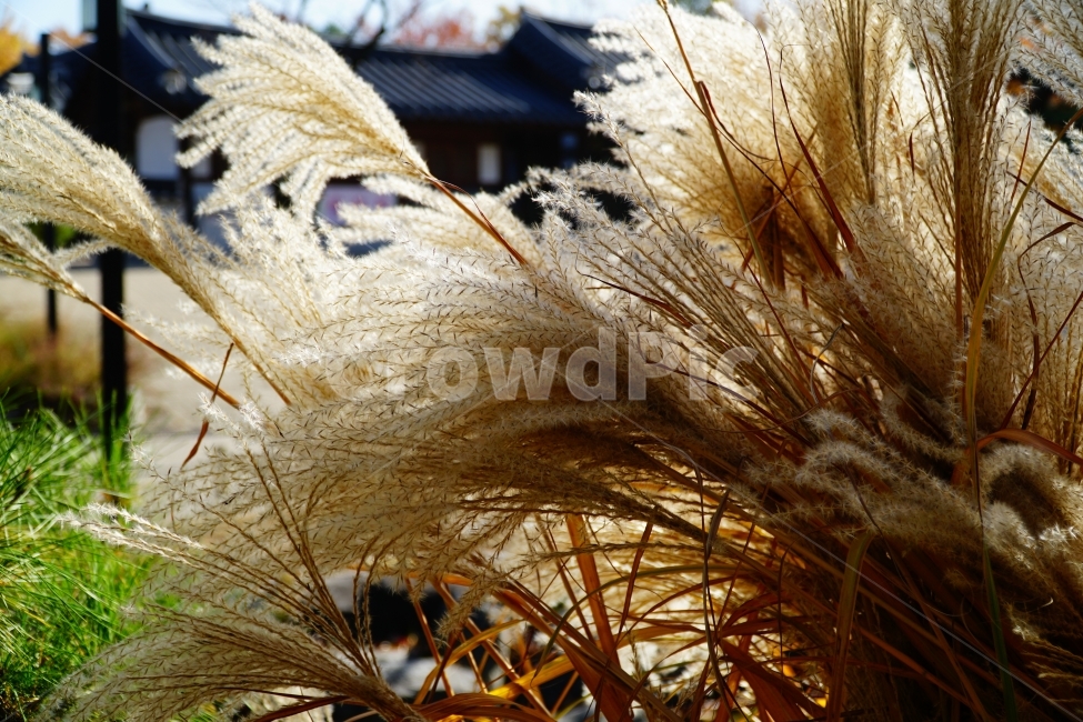 억새풀,갈대,식물,자연,풀,나무,풍경,nature,landscape,plants,감성,한국자연,한국,한국적인,korea,한옥마을,한옥,한국전통,한국문화,기와,지붕,계절,season,가을,fall,autumn,tree,전통,문화,유적지,문화재,건물,건축,집,양반,11월,감성사진,스냅,스냅사진,snap,snapshot,November,한국풍경,가을,계절,fall,autumn,season,식물,자연,plants,nature,grass,잔디,plant,lawn,bird,새,animal,동물,reed