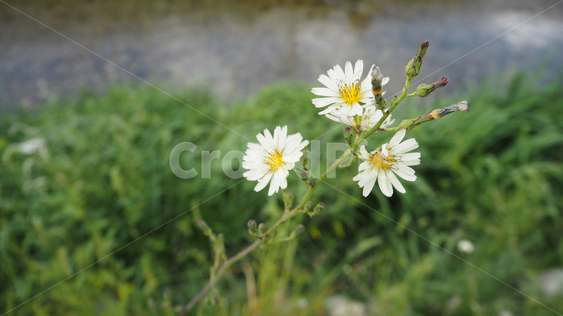야생화,꽃,식물,wildflower,flower,plant,blossom,outdoor,야외,식물,자연,plants,nature,꽃,flower