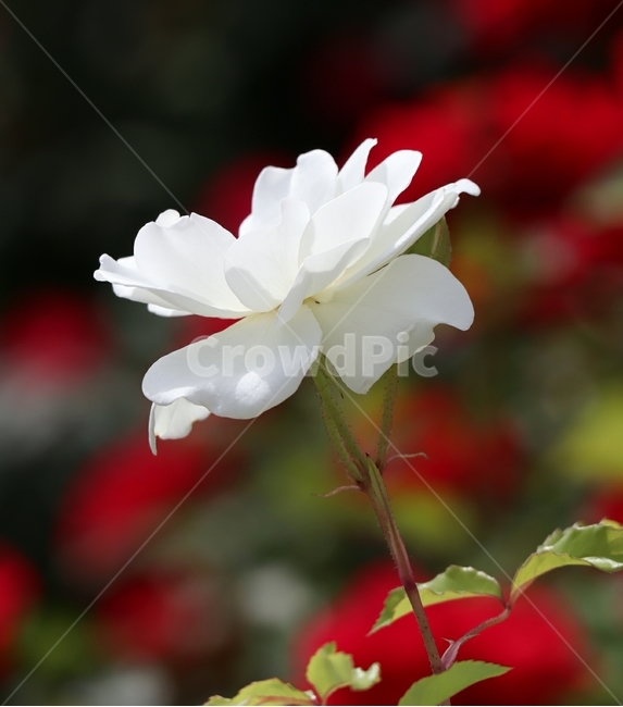 장미,하얀색,빛,꽃잎,봄,식물,자연,plants,nature,꽃,flower