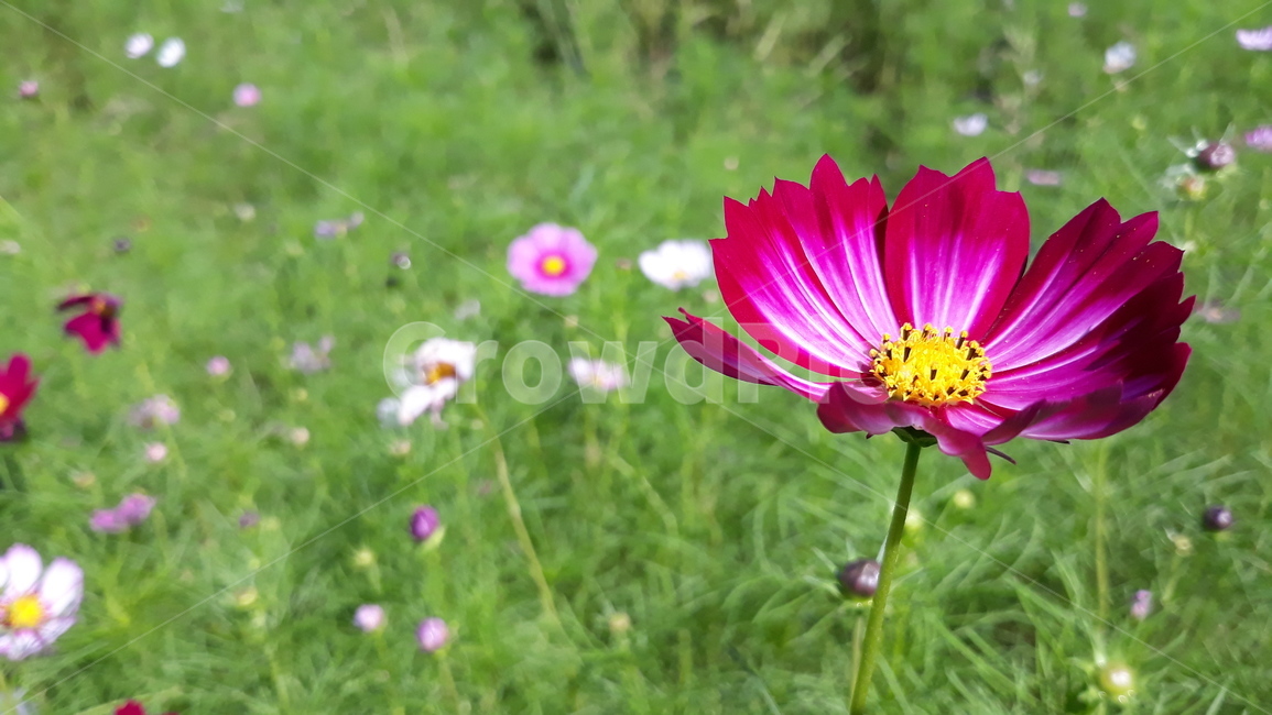 식물,plant,꽃,flower,blossom,꽃잎,petal,코스모스,그라데이션꽃잎색,색감,가을,color,fall,자주색꽃,자연,nature,식물,자연,plants,nature,꽃,flower