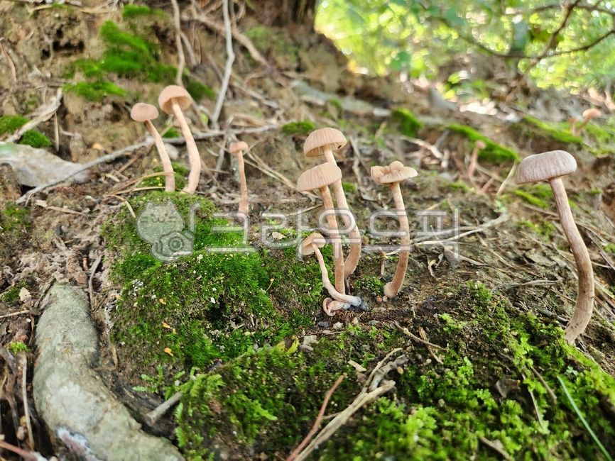 Wheat Flower Baby Mushroom,summer mushrooms,pretty mushrooms,Flower baby mushroom genus,mushroom