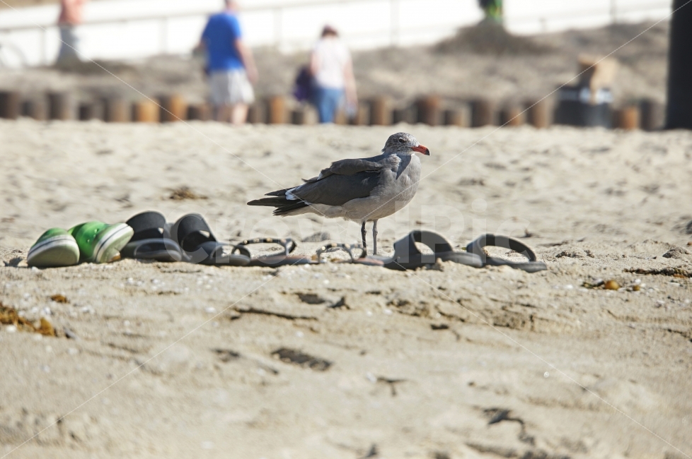 갈매기,새,슬리퍼,해변,비치,바다,모래사장,조류,풍경,California,UnitedStates,Sea,Beach,Landscape,동물,animal,조류,새,birds