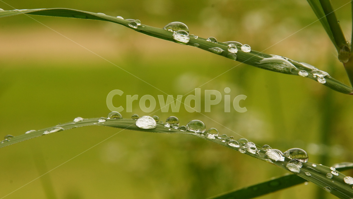 풀잎,물방울,녹색잎,waterdrop,빗방울,이슬