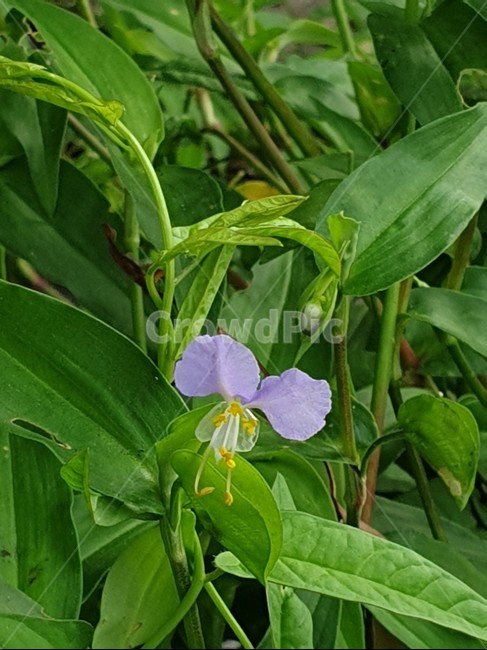 달개비,닭의장풀,닭의밑씻개,연보라꽃,여름꽃
