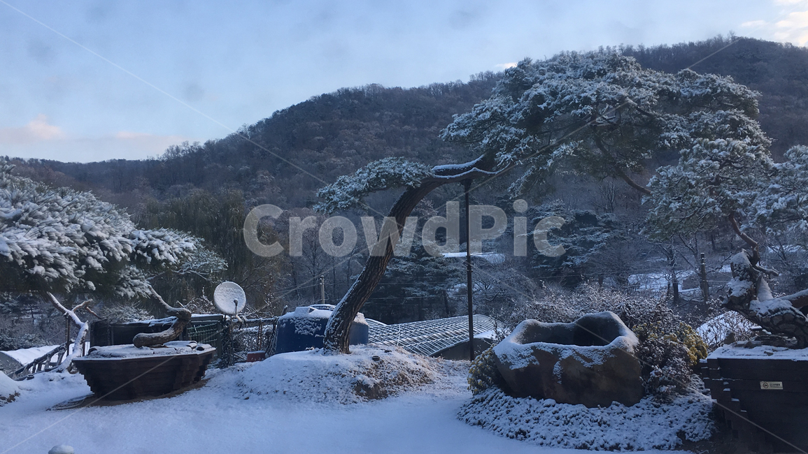풍경,눈,설경,아침,나무,landscape,snow,snowyscene,morning,tree,겨울,계절,winter,season