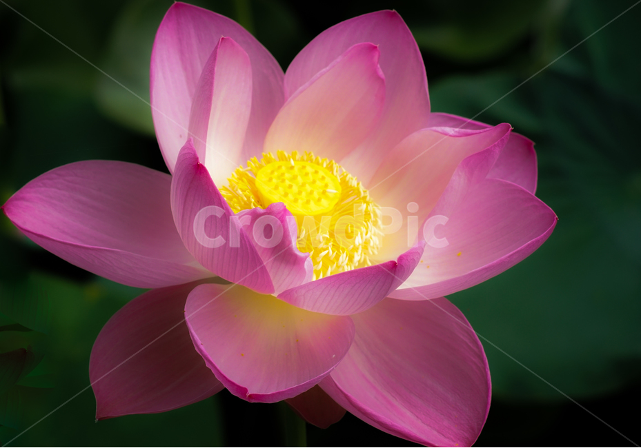 연,연꽃,수생,연밭,연밥,식물,식물,자연,plants,nature,꽃,flower
